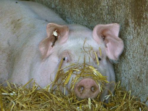 Schwein