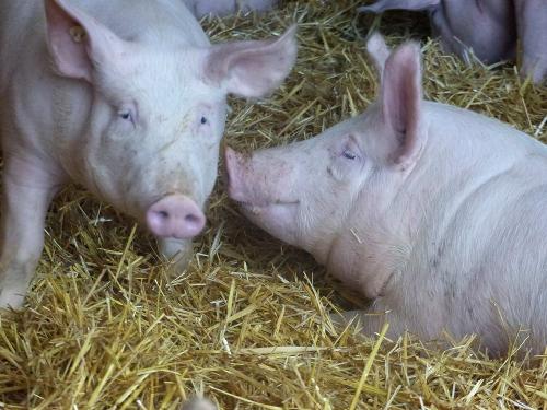 Im Schweinestall