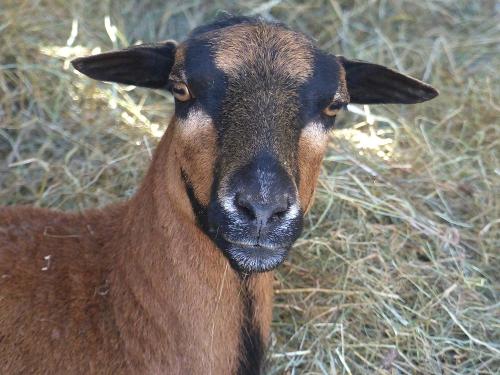 Ziege