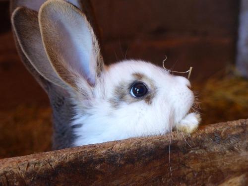 Zu Besuch bei den Hasen