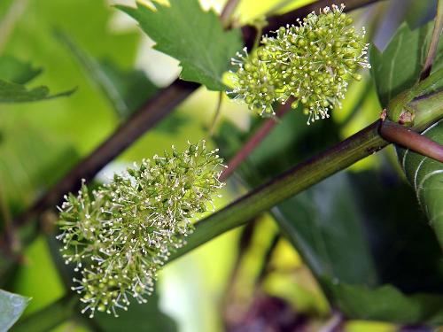 Weinblüte
