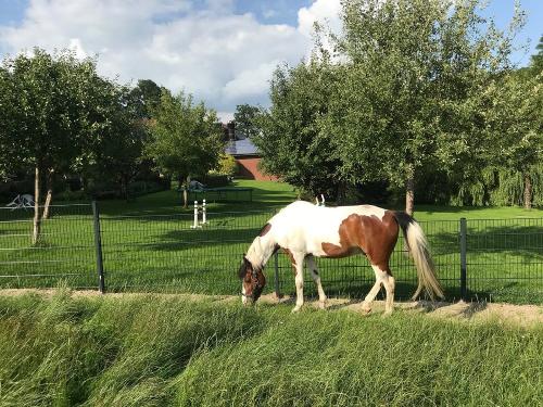 Pferd auf der Wiese