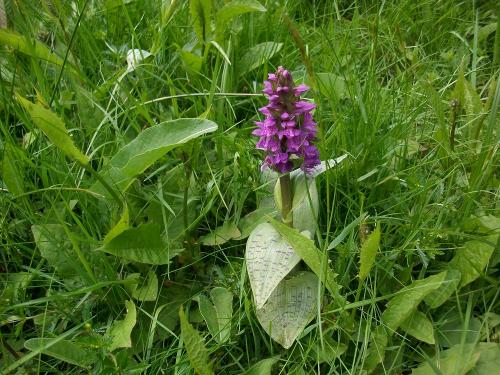 Orchideenwiese