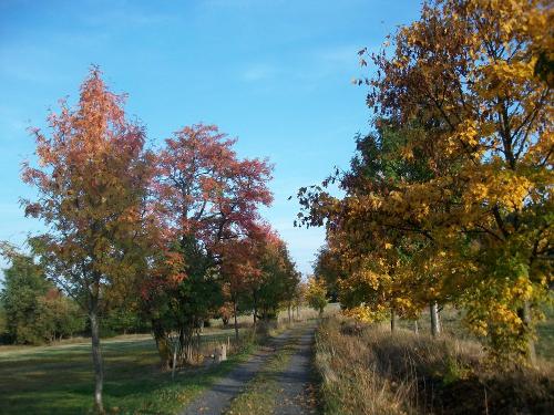 goldener Herbst