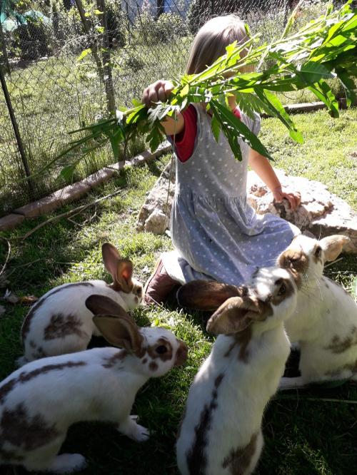 Hasenschule im Garten