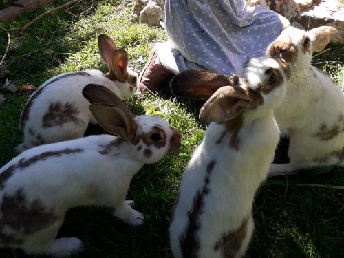 Hasenschule im Garten