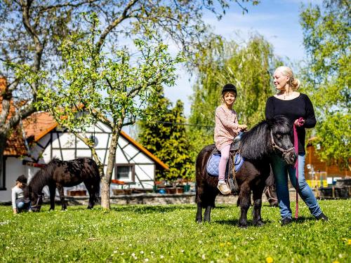 Geführtes Ponyreiten