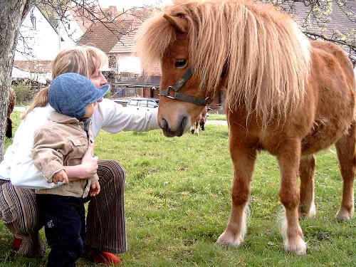 Pony Bruno
