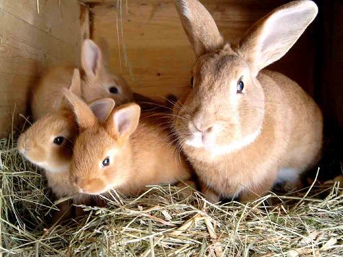 Kaninchen warten auf Futter