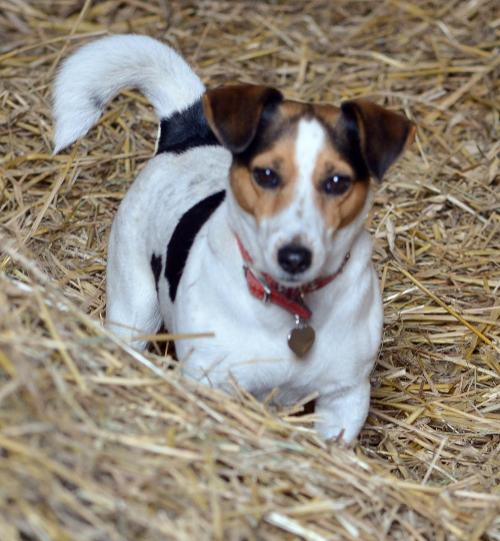 Hofhund Luna