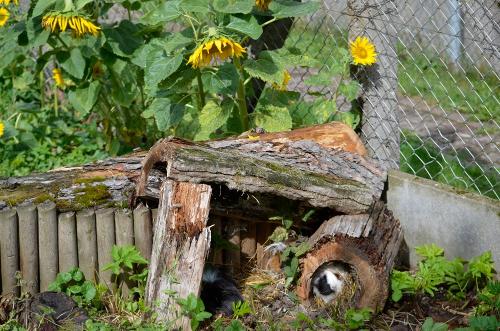 Meerschweinchen im Streichelzoo