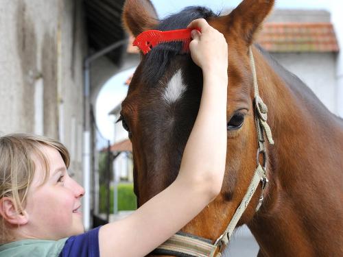 Mädchen putzt ihr Pferd