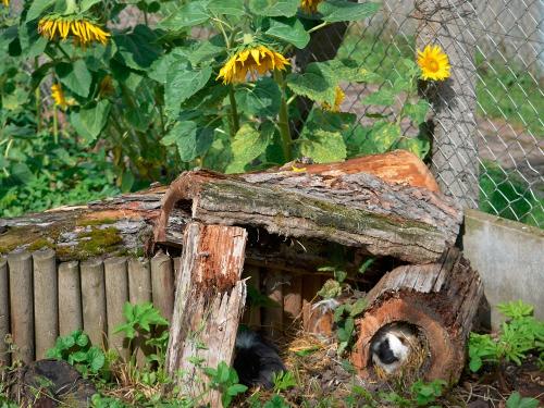 Meerschweinchen im Streichelzoo