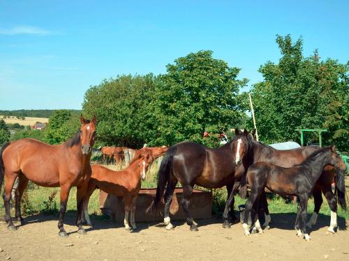 Stuten mit Fohlen auf der Koppel
