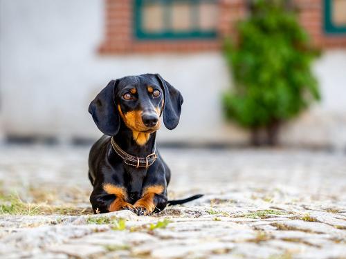 Urlaub mit Hund in der Domäne Groschwitz