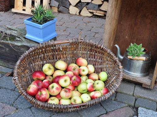 Hofeigene Äpfel