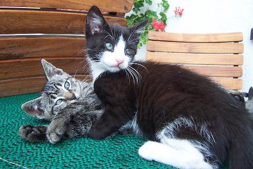 Schmusige Katzen