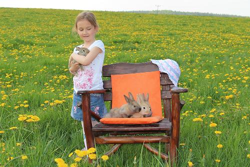 Kaninchen zum Streicheln