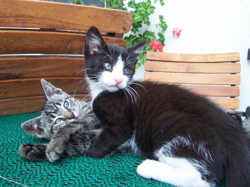 Katzen
