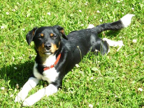 Unser Hofhund Floh