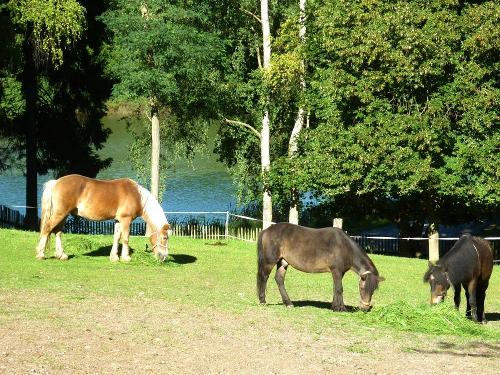 Unsere Reitponys am See