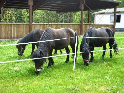 Ponys vor der Reithalle
