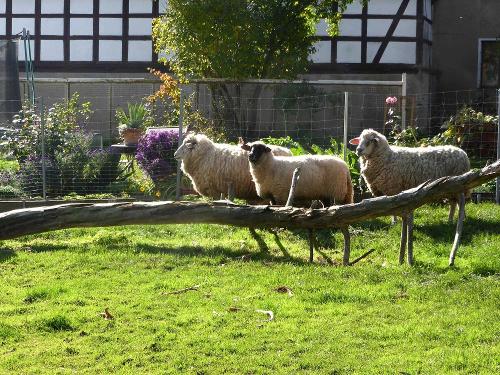 Schafe zum Streicheln