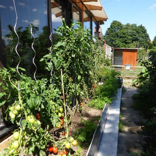 Unser Tomatenzucht