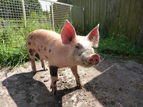 Schwein