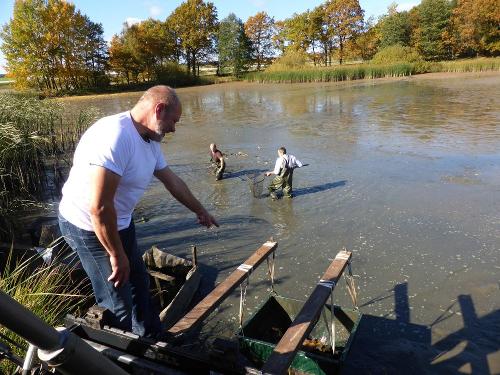 Abfischen der Teiche