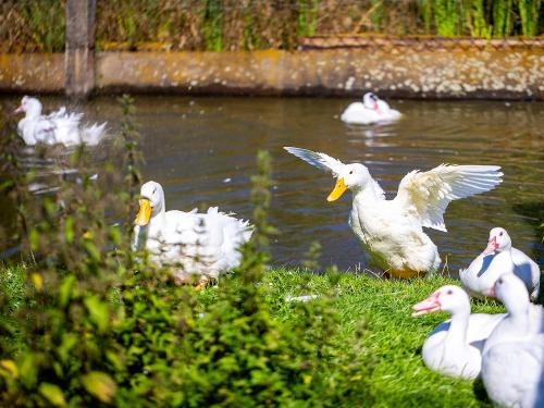 Federvieh auf dem Ferienhof Wolschendorf