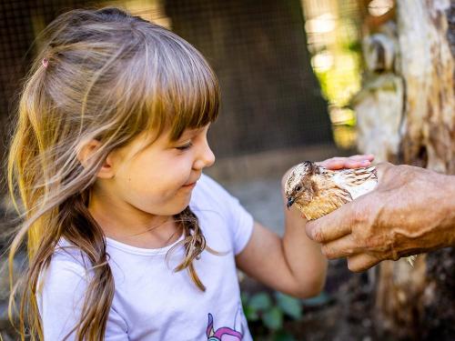 Kind mit Wachtel auf dem Ferienhof Wolschendorf
