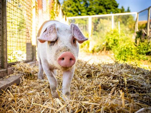 Schwein auf dem Ferienhof Wolschendorf