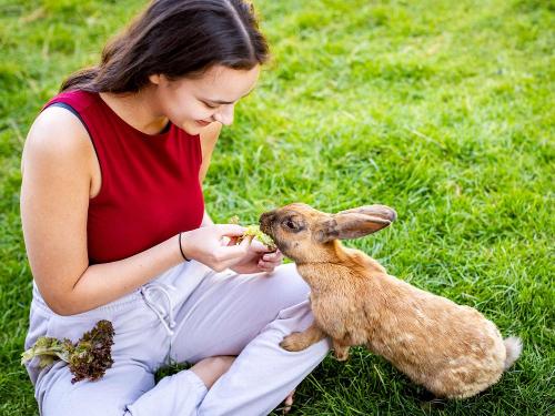 Hasen füttern auf dem Ferienhof Wolschendorf