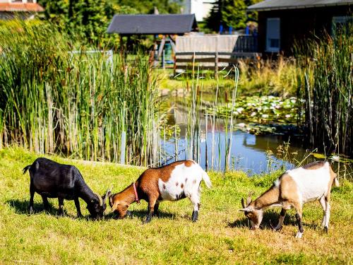 Ziegen auf dem Ferienhof Wolschendorf