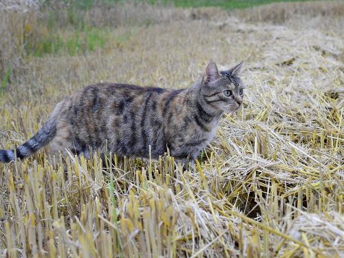 Unsere Katze Anneliese