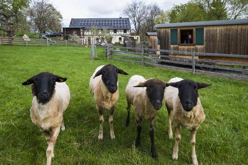 Rhönschafe im Vogtland