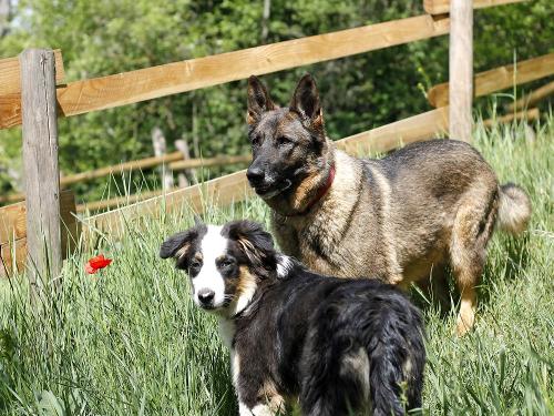Unsere Hofhunde
