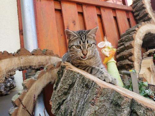 Hofkatze