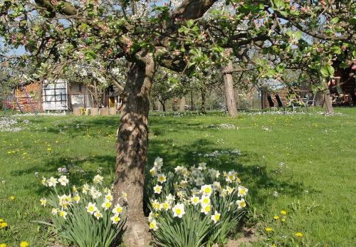 Frühlingserwachen im Garten