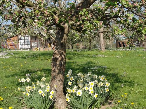Frühlingserwachen im Garten