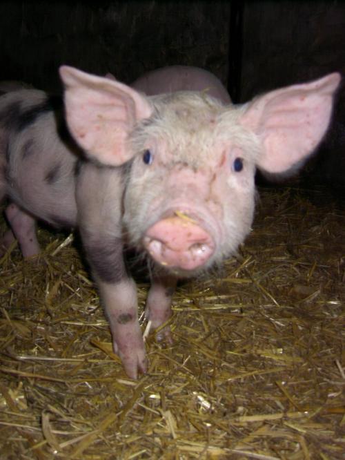Schwein