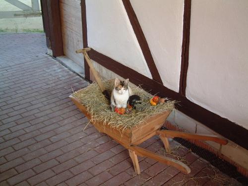 Hofkatze