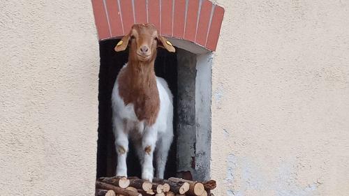 ziege