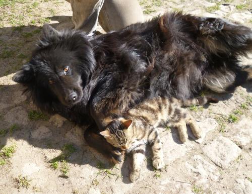 Unser Streicheltiere Lina und Tabbo