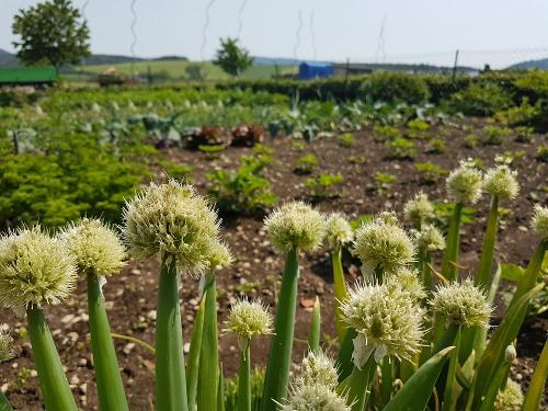 Bauerngarten