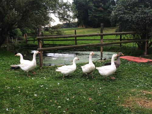 Unsere Gänse