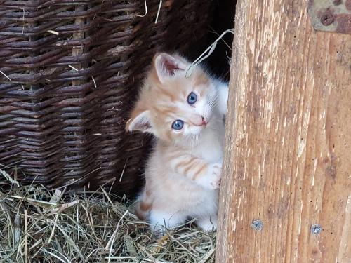 Kleines Kätzchen auf Entdeckung Kleines Kätzchen auf Entdeckung
