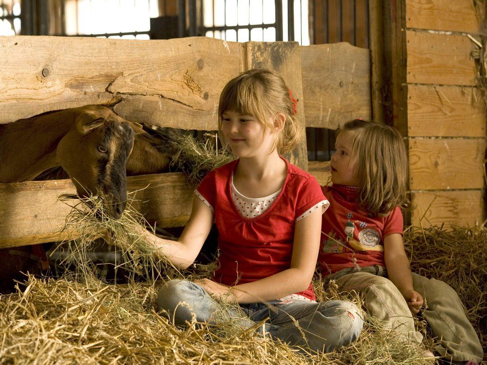 Kinder füttern im Stall die Ziegen
