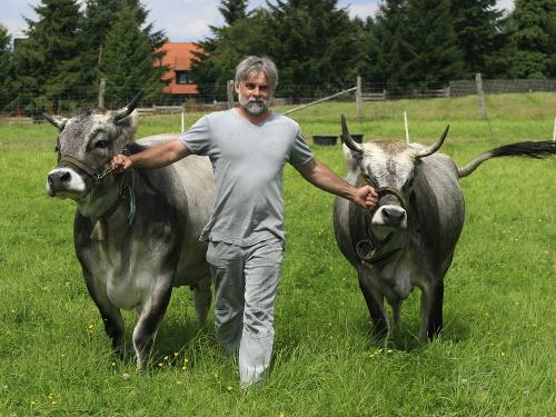Harzer Grauvieh auf der Weide